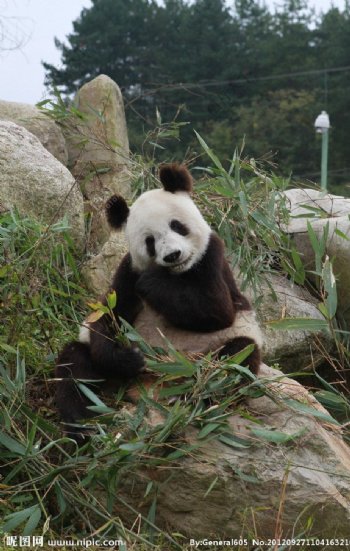 秦岭大熊猫图片