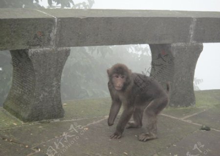 峨眉山猴子图片