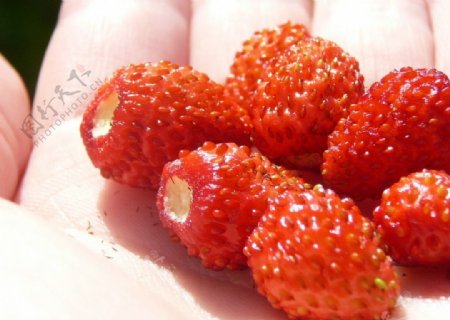 手中草莓图片