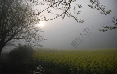 晨雾中的太阳图片