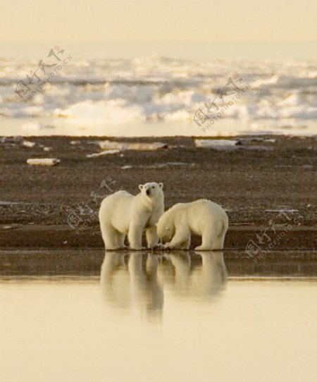 两只在海边的北极熊图片