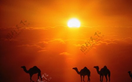 夕阳下行走的骆驼图片