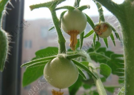 成长中的西红柿图片