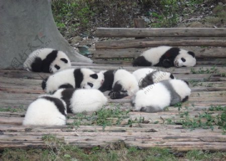 小熊猫图片