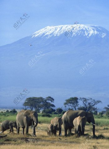 大象大象群动物世界图片