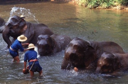 大象洗澡图片