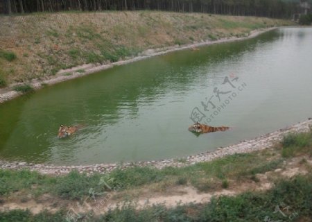 老虎游泳图片