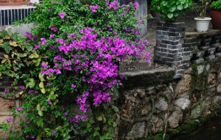 云南丽江古城溪水边的花朵图片
