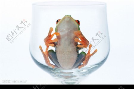 高脚杯中的青蛙图片