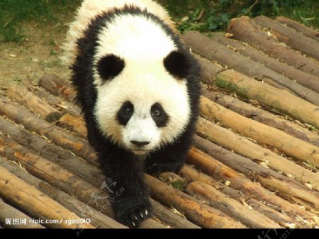 沐浴后的熊猫图片