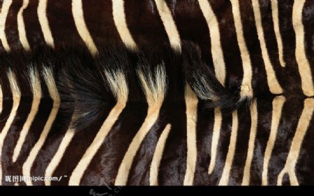 皮草非洲斑马纹理时尚流行华丽斑点条纹图片