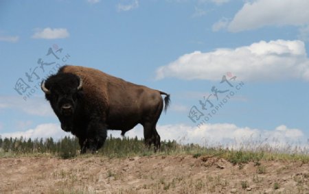 美国黄石公园的野牛图片