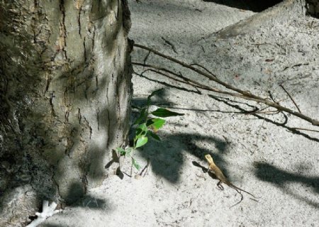 树荫下的蜥蜴图片
