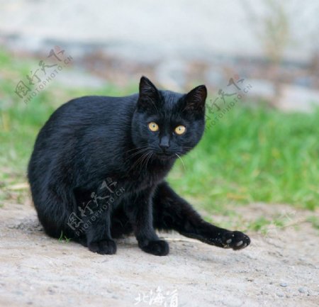 北海道黑猫图片
