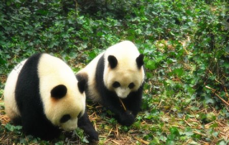 两只熊猫找食物图片