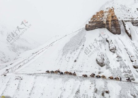 雪山牦牛图片
