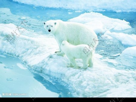 北极熊冰山图片
