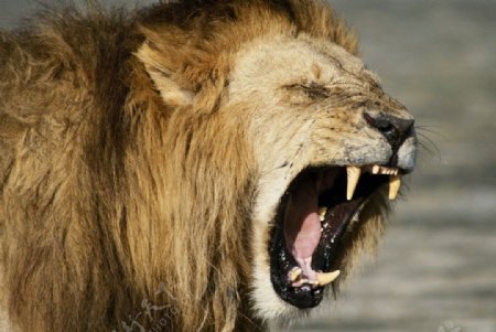 狮子的大嘴图片