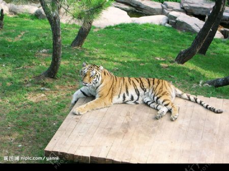 大连森林动物园老虎图片