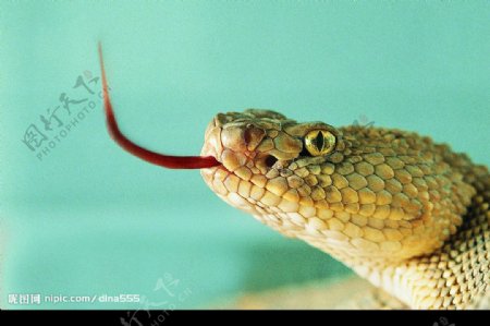 吐舌的蛇图片