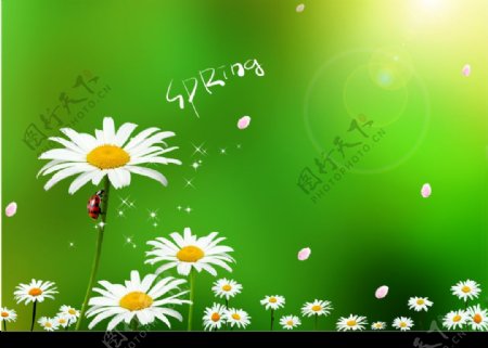 菊花背景图图片