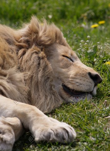 熟睡的狮子图片