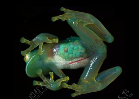 玻璃蛙图片