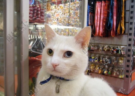 荷兰商店的白猫图片
