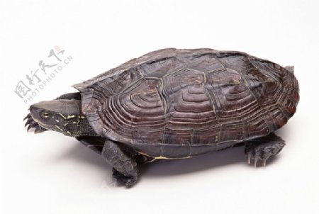 乌龟野生龟类图片