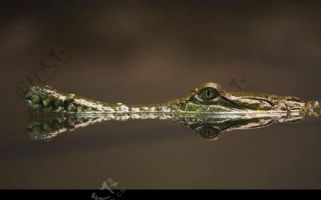 水中的鳄鱼只能看到冰山一角图片