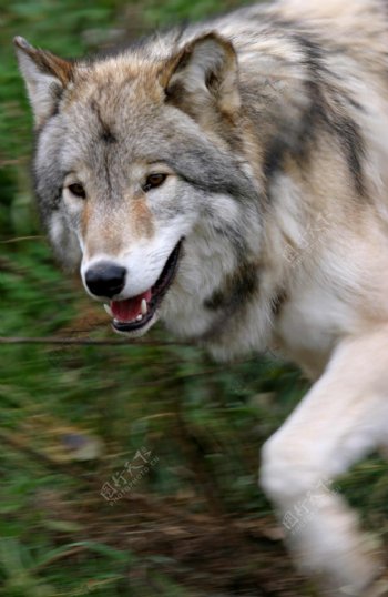 奔跑中的狼图片