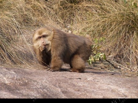 黄山野猴图片