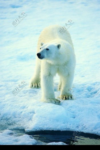 雪地上的北极熊1图片