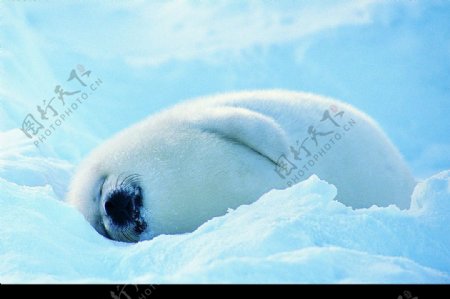 雪地里的海豹图片