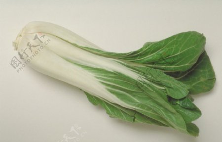 白菜图片