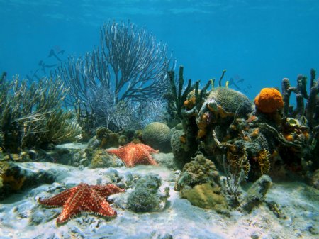 海洋生物海底世界图片
