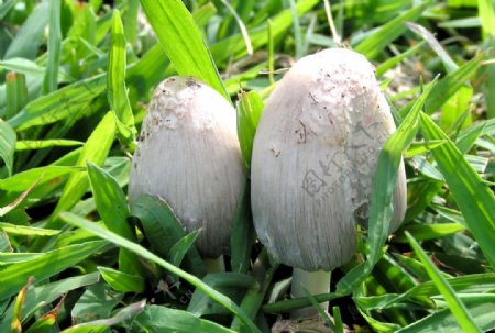 蘑菇蔬菜菌类图片