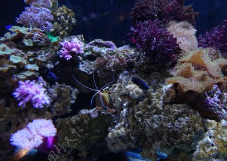 虾与珊瑚图片