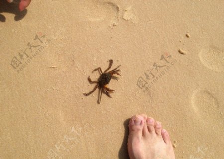 螃蟹与脚丫图片