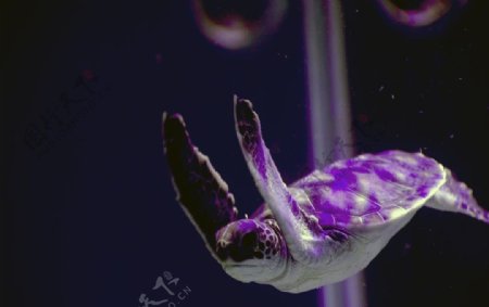 小海龟图片