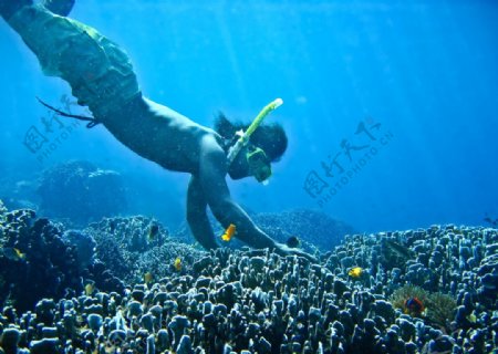 海底潜水珊瑚图片