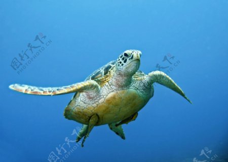 海龟海里游泳图片