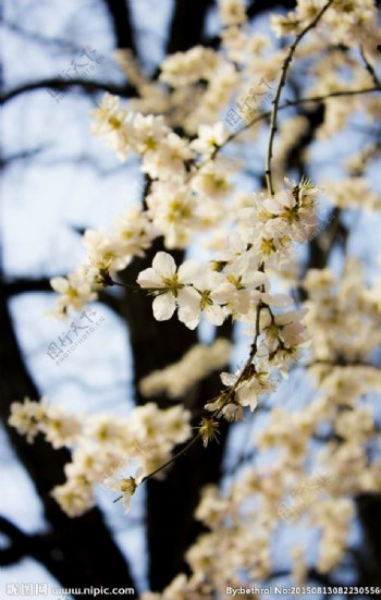 春季花朵图片