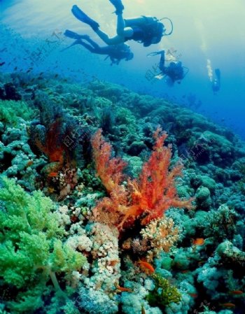 海地珊瑚礁图片
