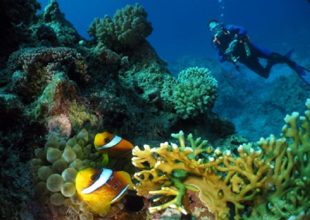美丽海底世界珊瑚小丑鱼图片