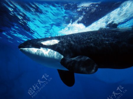 虎鲸齿鲸类图片