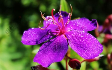 巴西紫花野牡丹图片