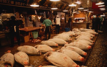 鱼市场图片