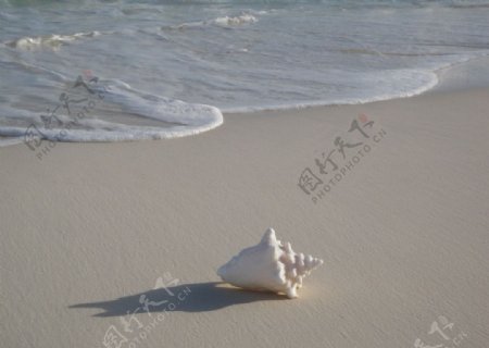 海边沙滩上的海螺图片