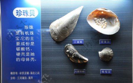 贝壳标本珍珠贝图片